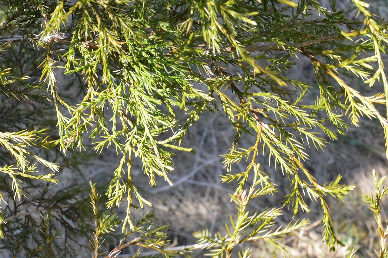 Sprays of scale-like eastern red cedar foliage
