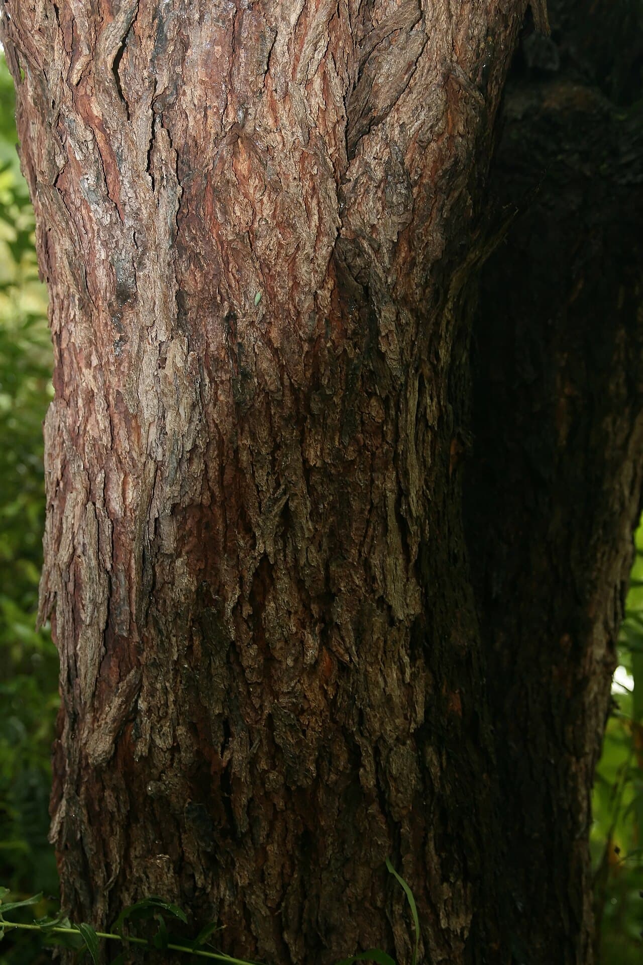 Dark redbud trunk with thin scaly plates