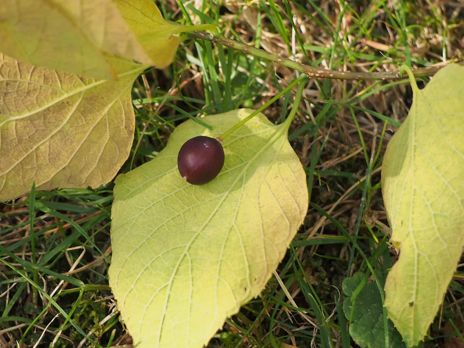 A single dark purple hackberry berry resting on a yellowing leaf