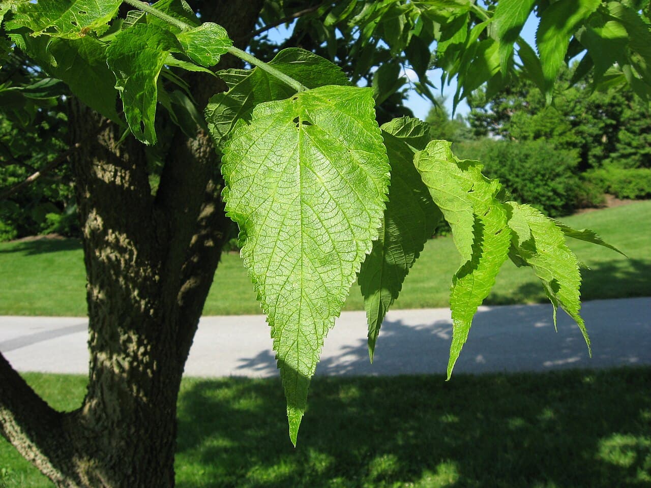 Hackberry leaves showing toothed edges and lopsided bases