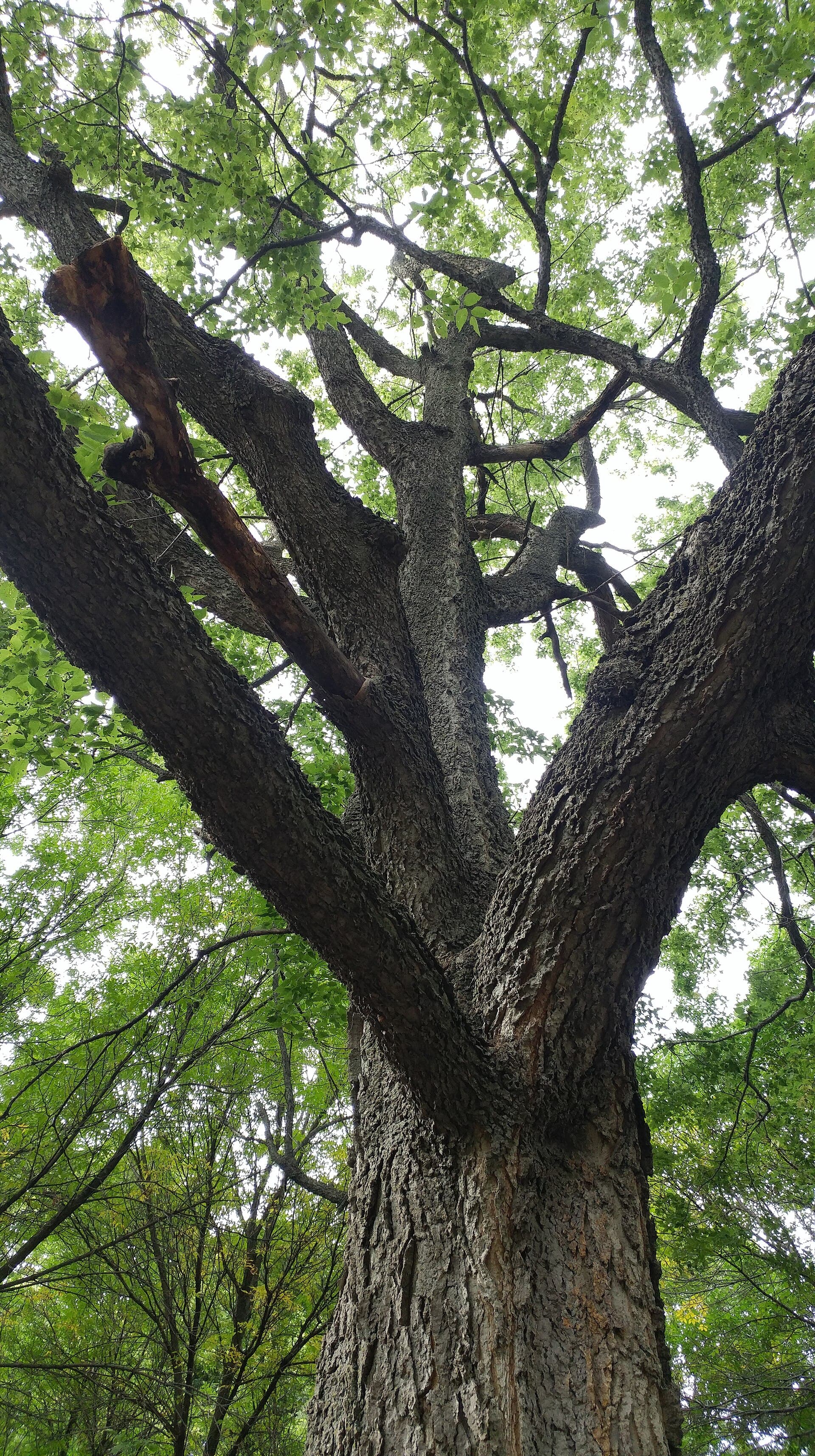 Looking up the warty, corky bark of a mature hackberry into its green canopy