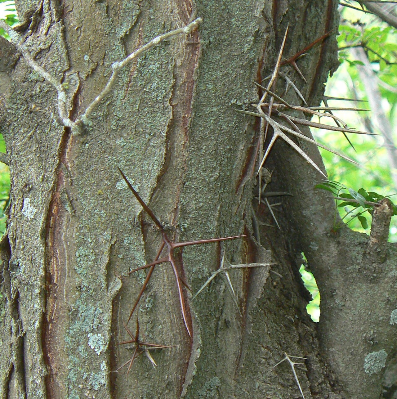 Branched thorns erupting directly from a honey locust trunk
