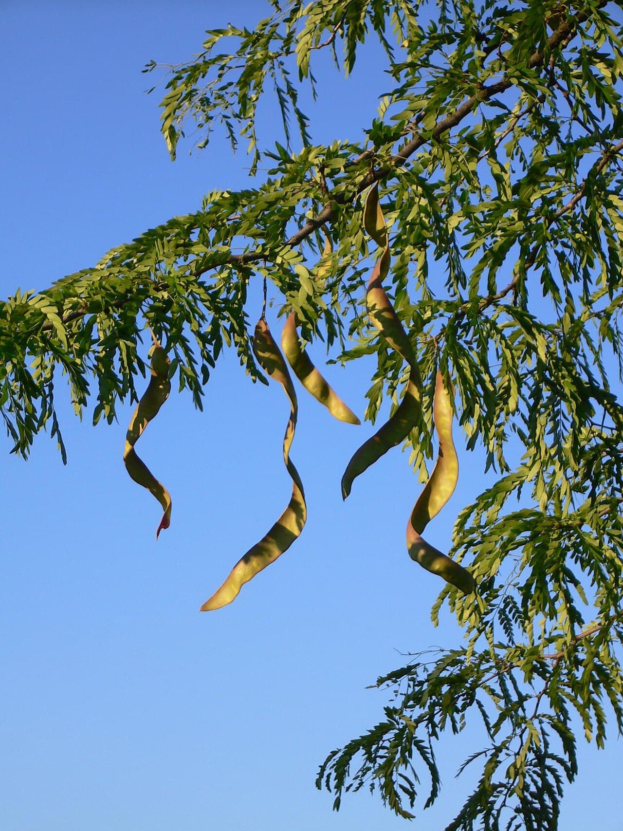 Long twisted honey locust seed pods hanging against the sky