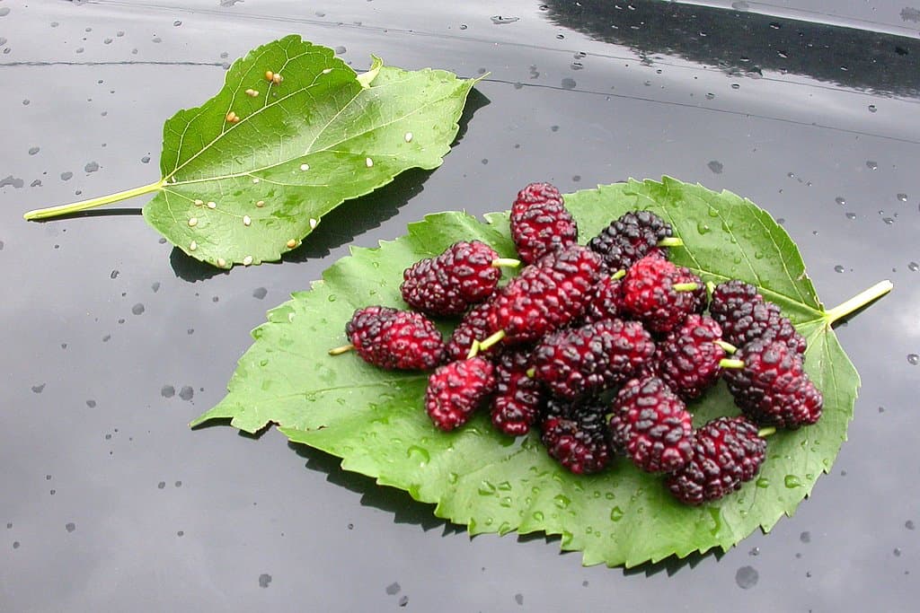 Ripe dark purple mulberries piled on a toothed mulberry leaf