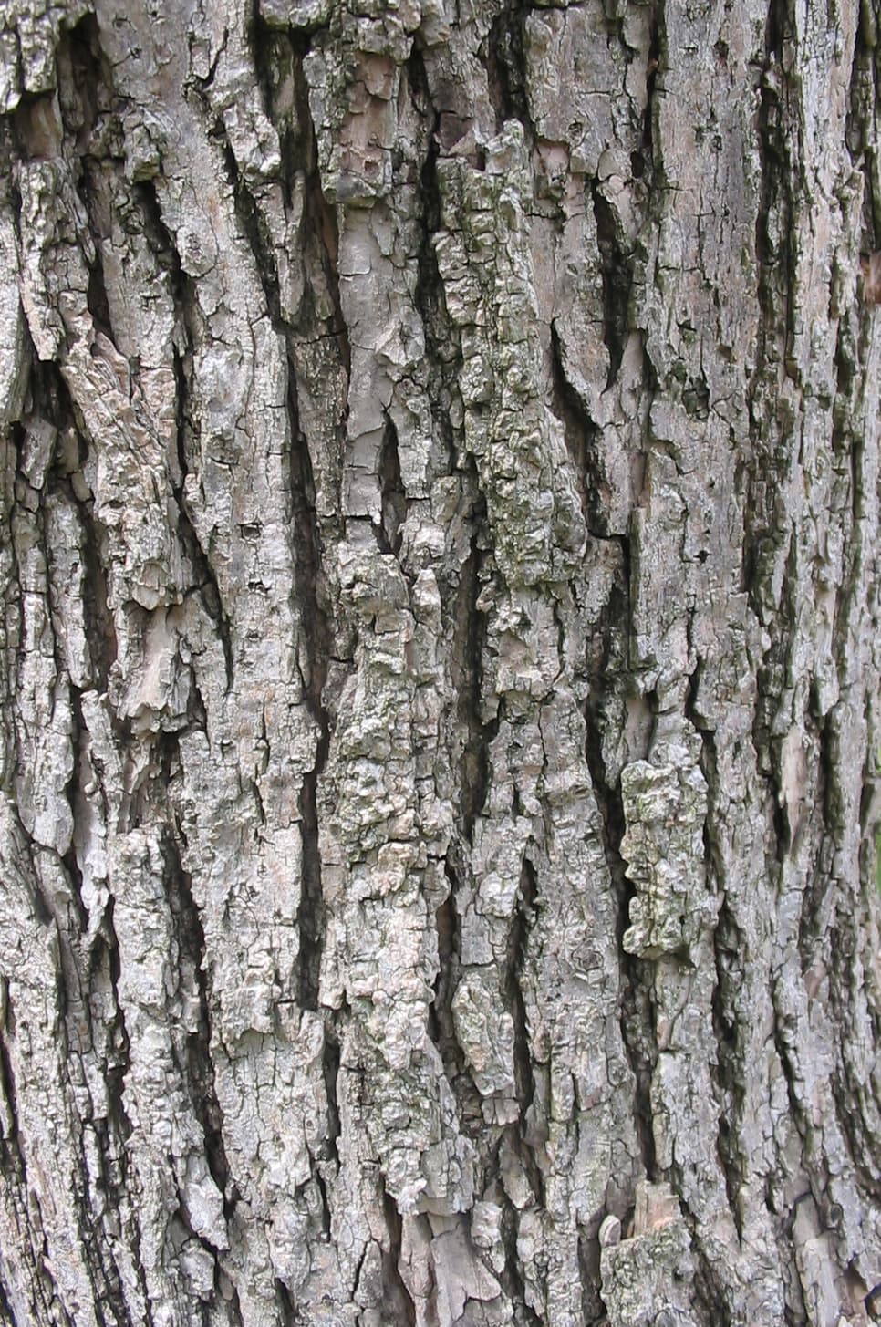 Gray-brown catalpa bark in shallow scaly ridges