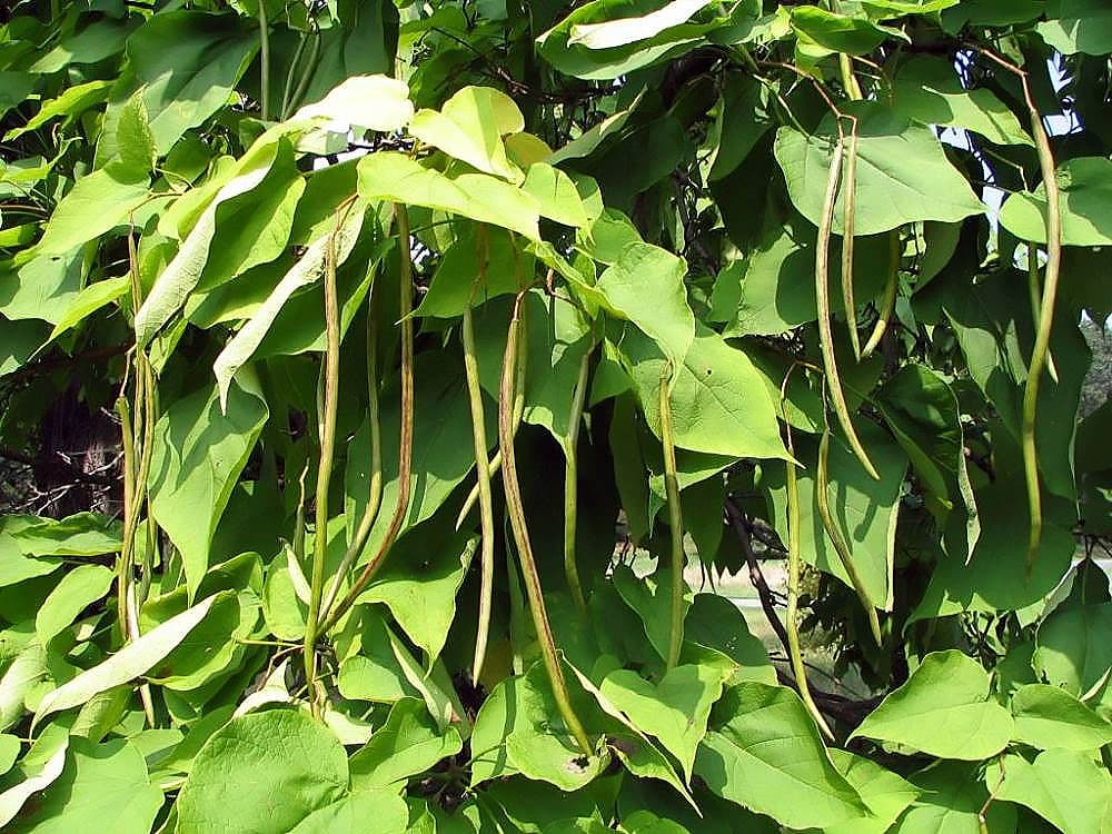 Long slender catalpa seed pods hanging among large leaves