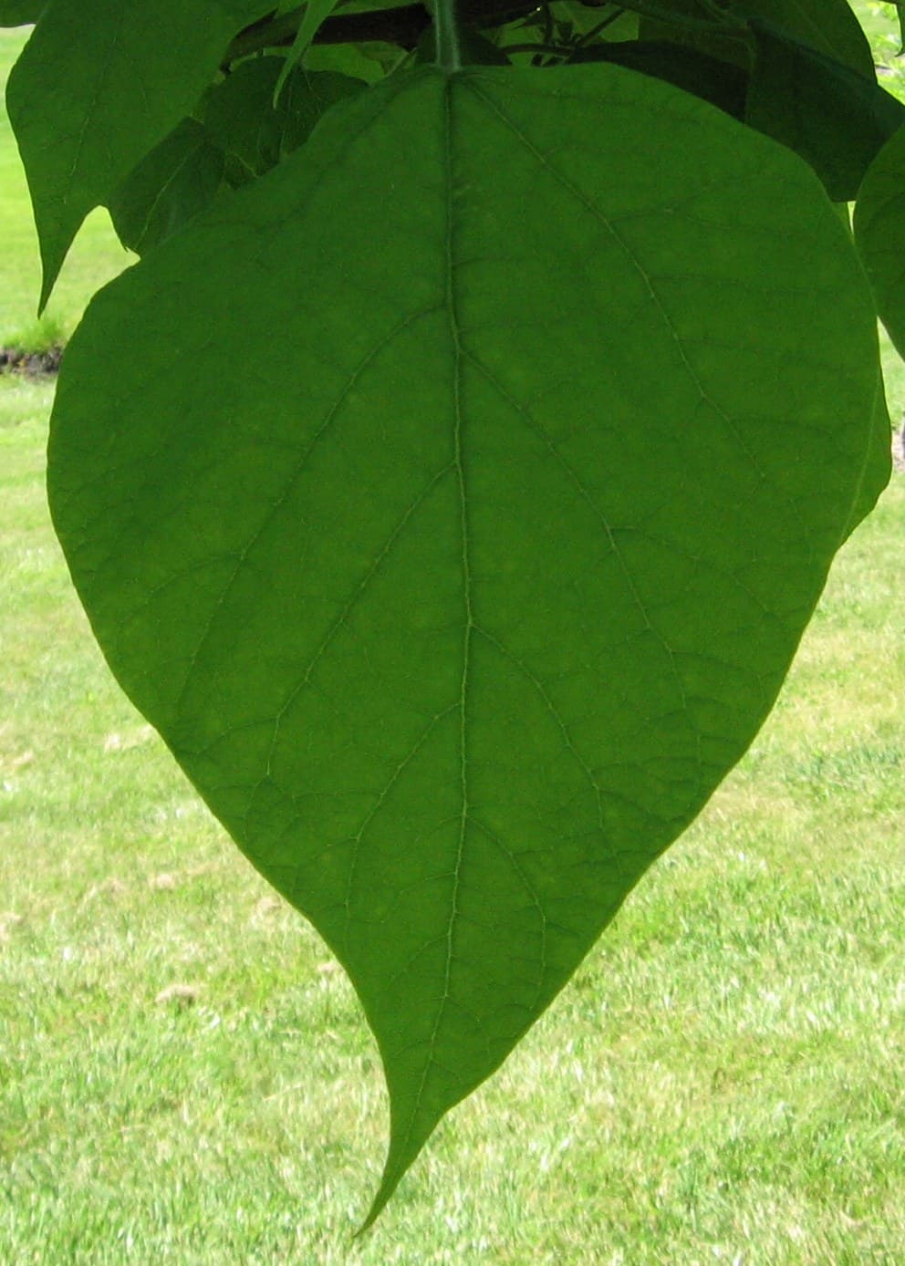 An enormous heart-shaped catalpa leaf