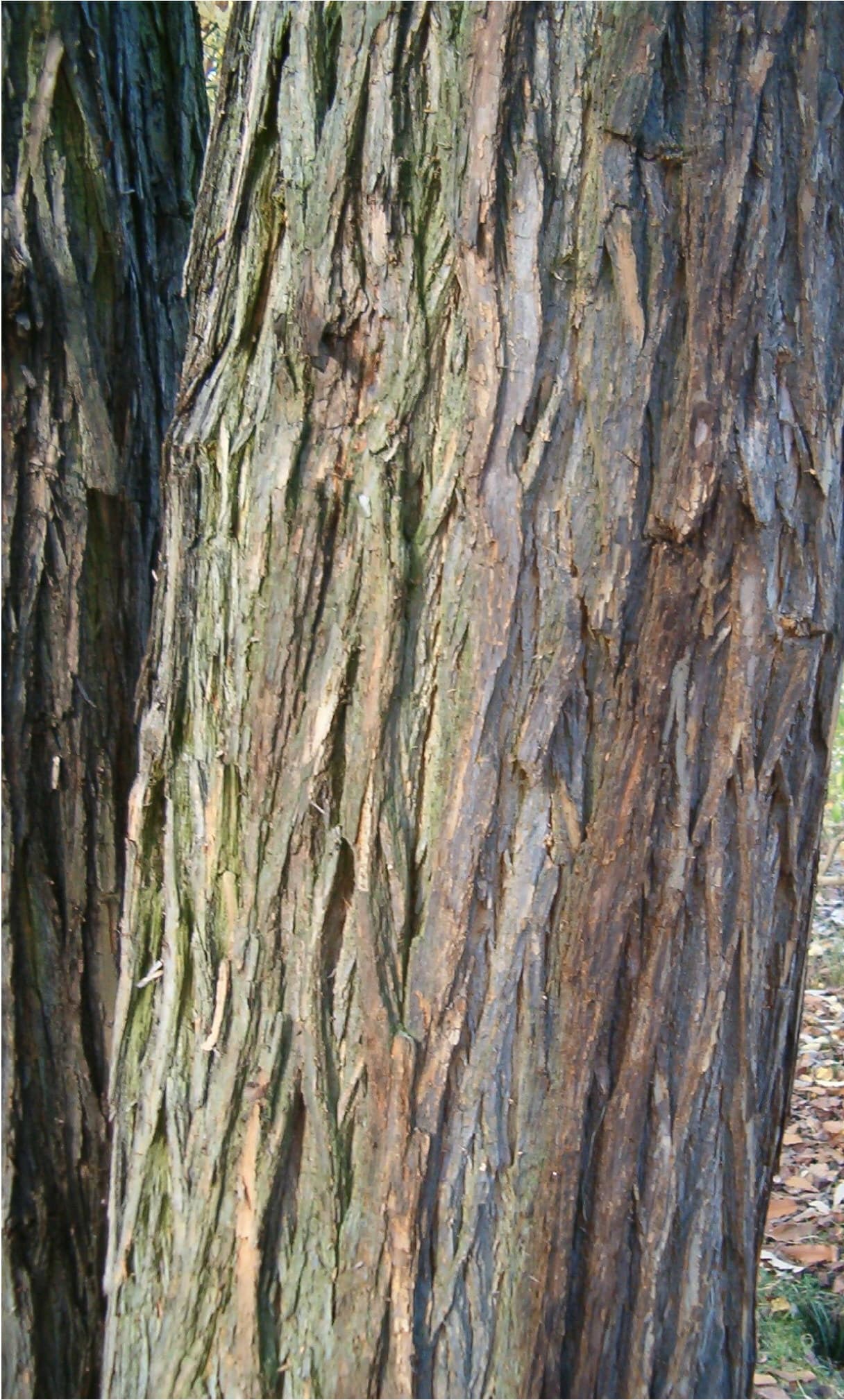 Orange-brown Osage orange bark in deep interwoven ridges