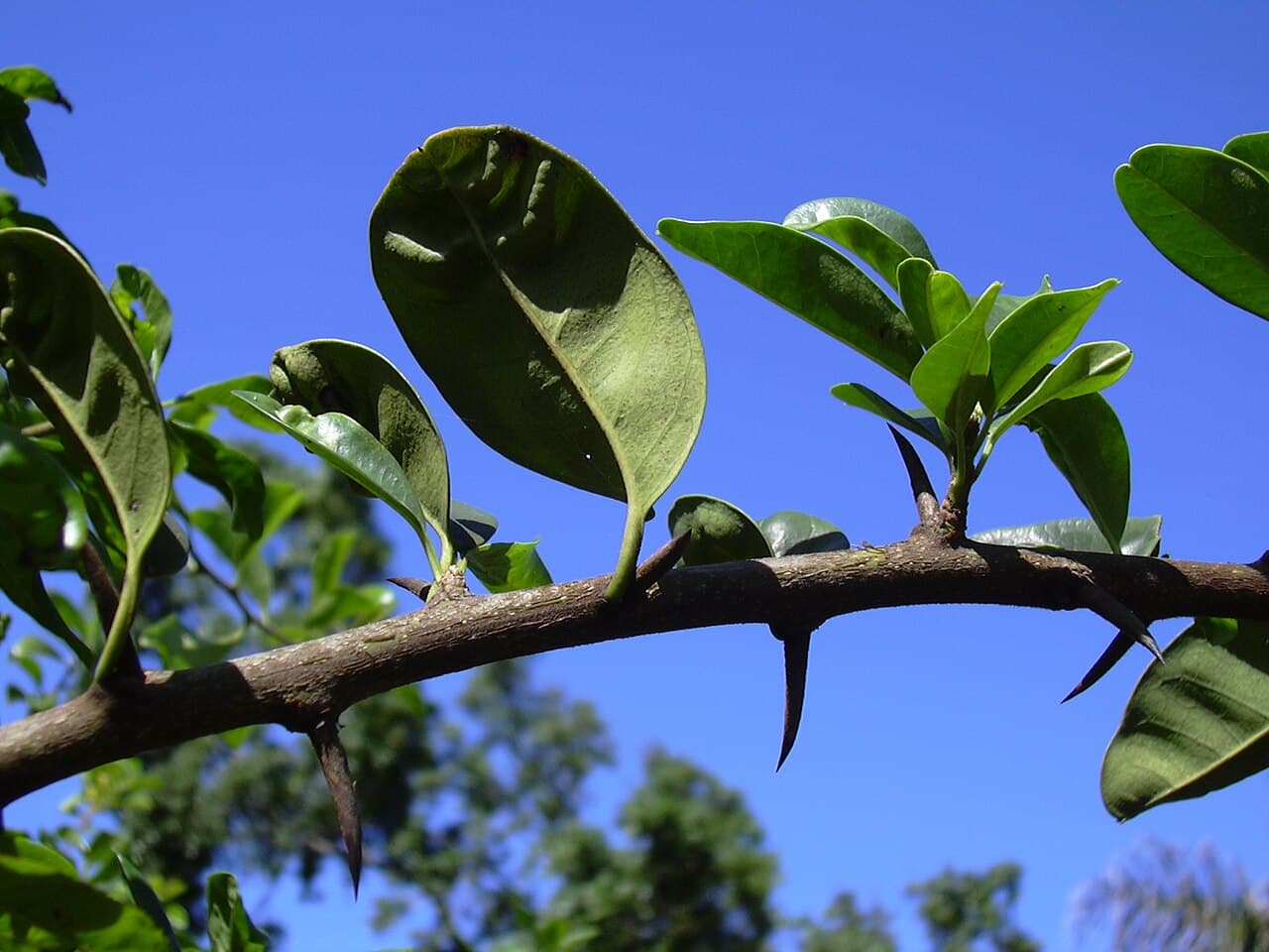 Glossy smooth-edged Osage orange leaves beside a stout thorn