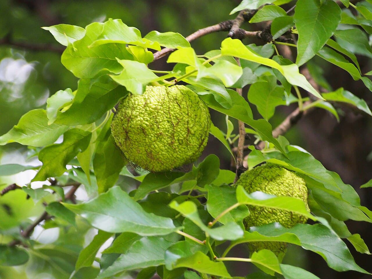 A green, brain-textured hedge apple hanging among glossy Osage orange leaves