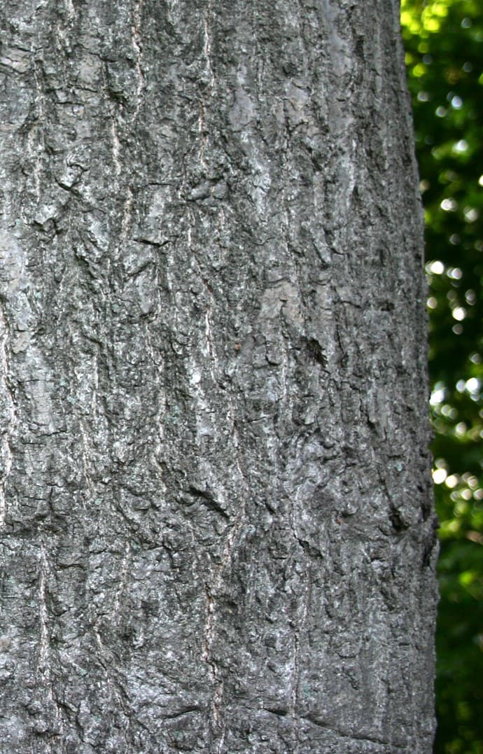 Close view of tight, shallowly ridged gray pin oak bark