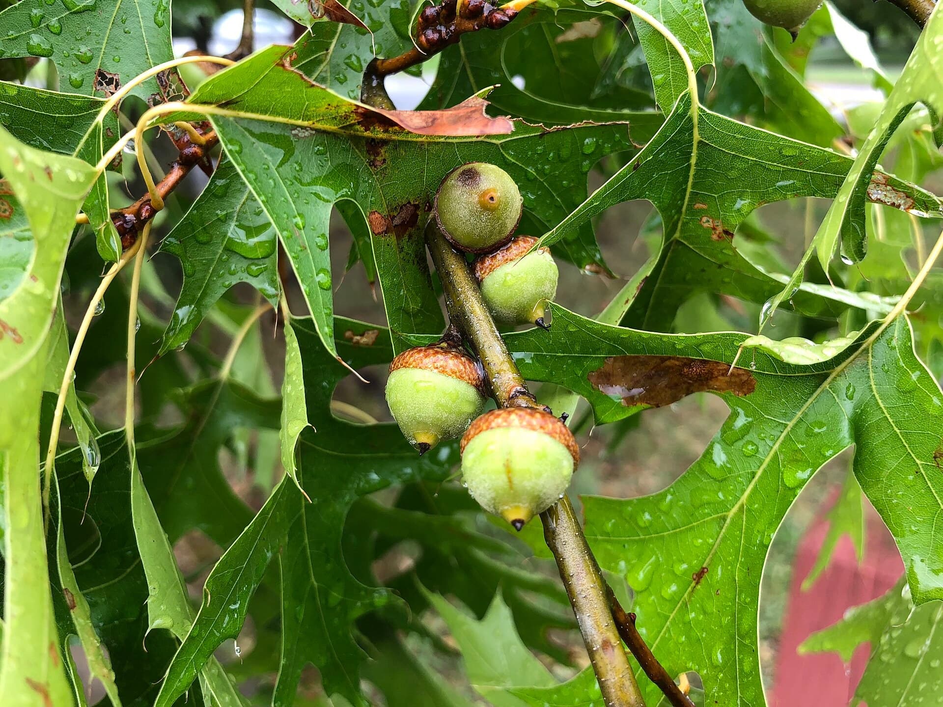 Green immature pin oak acorns on a twig among bristle-tipped leaves