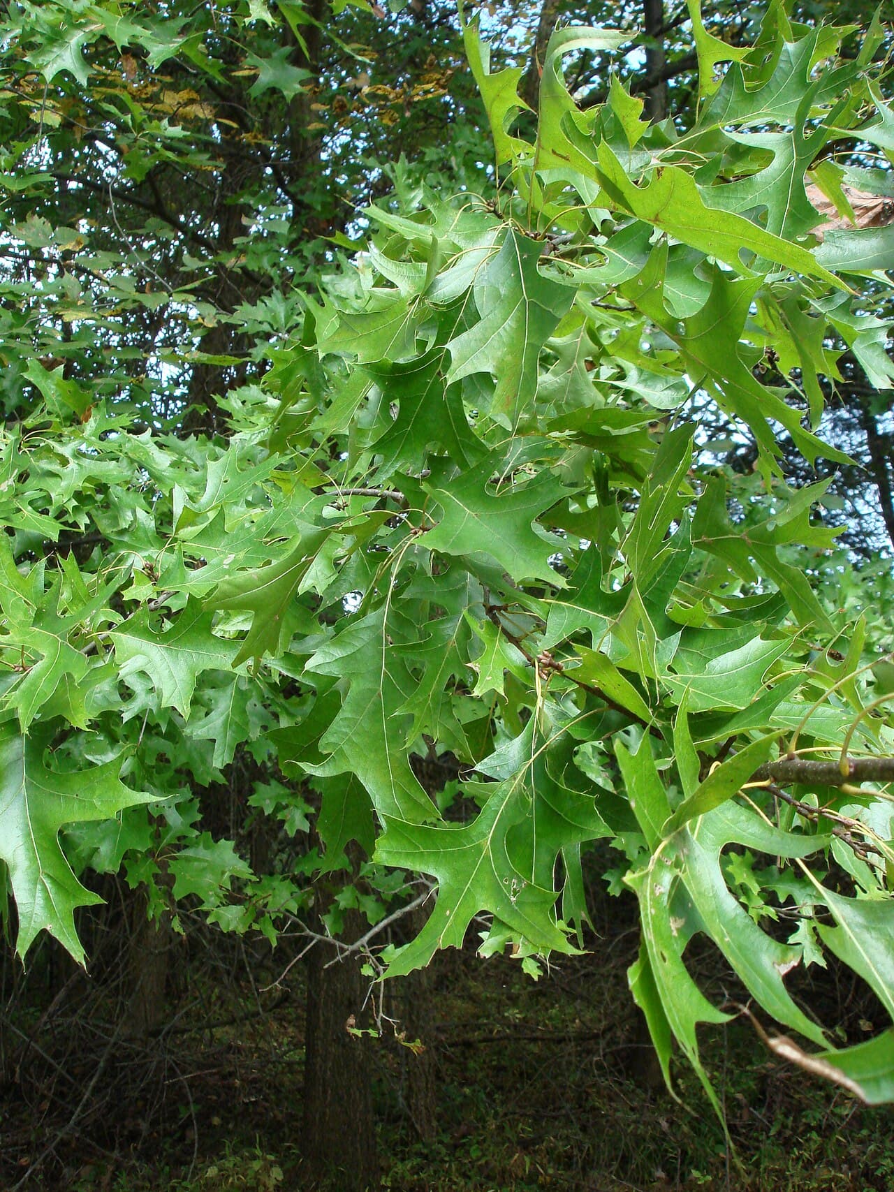 Pin oak foliage with deeply cut lobes ending in sharp bristle tips