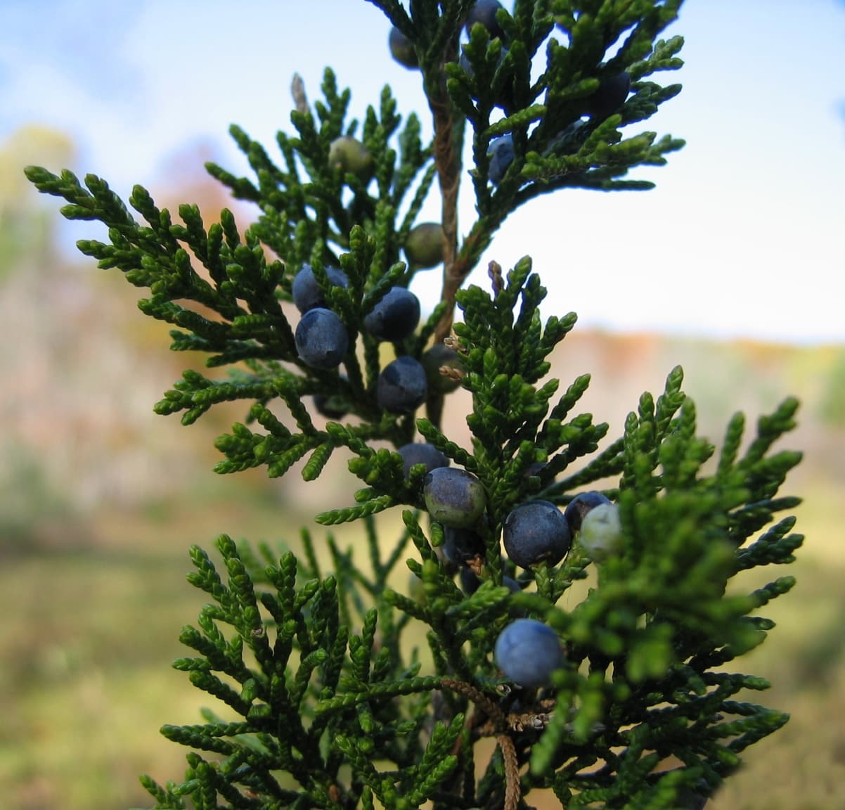 Eastern red cedar foliage with clusters of blue berry-like cones