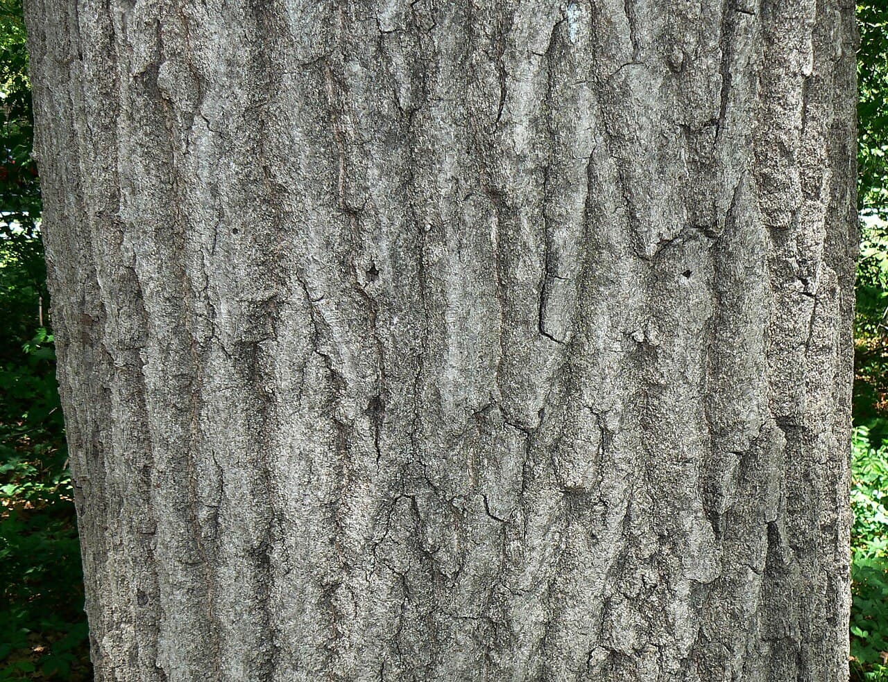 Gray red oak bark with long flat-topped ridges