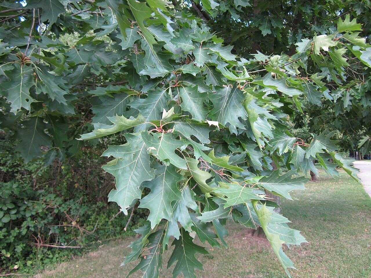A spray of northern red oak leaves with bristle-tipped lobes