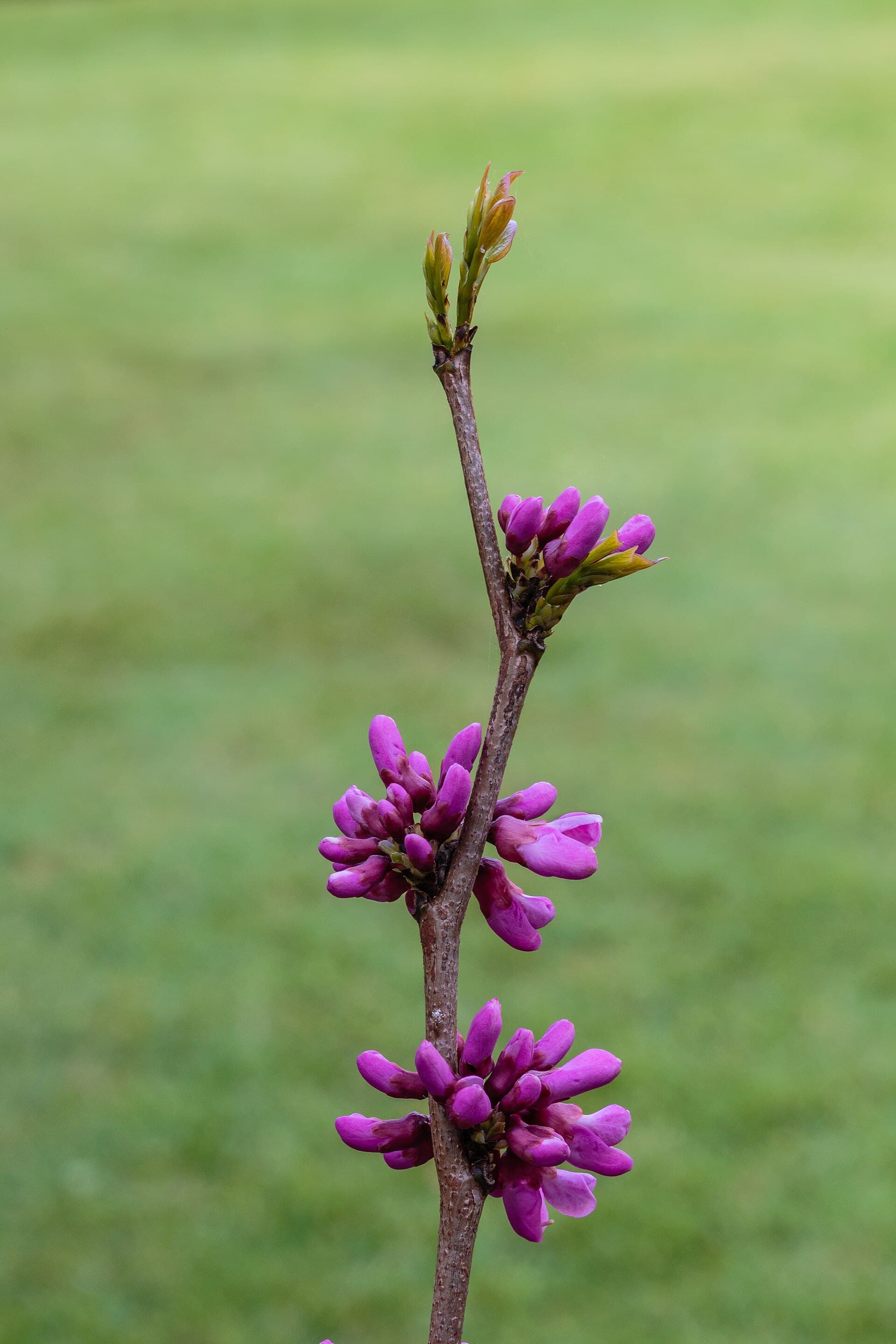 Magenta redbud flower clusters blooming directly on a bare branch