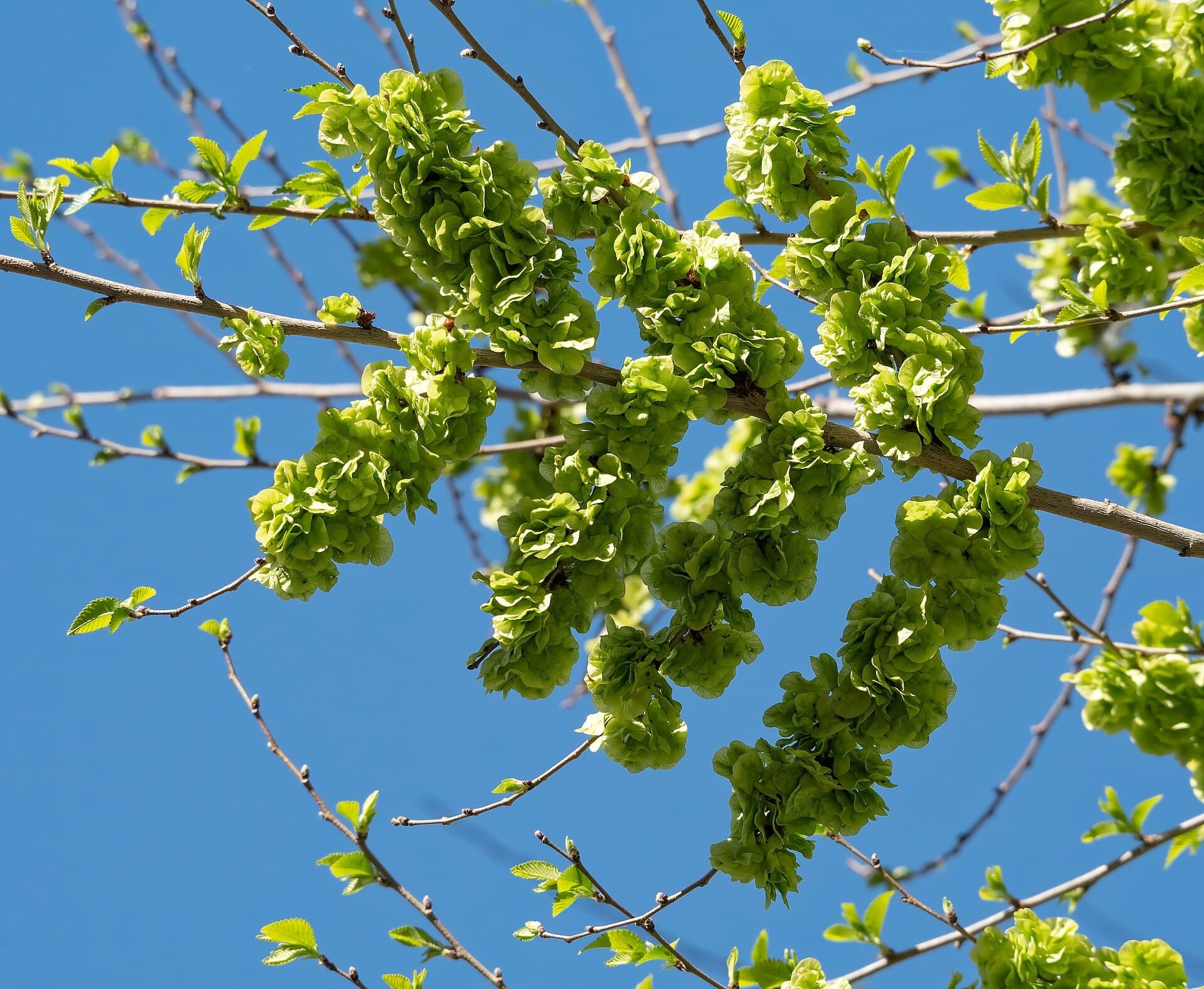 Dense clusters of pale green Siberian elm seeds against a blue sky