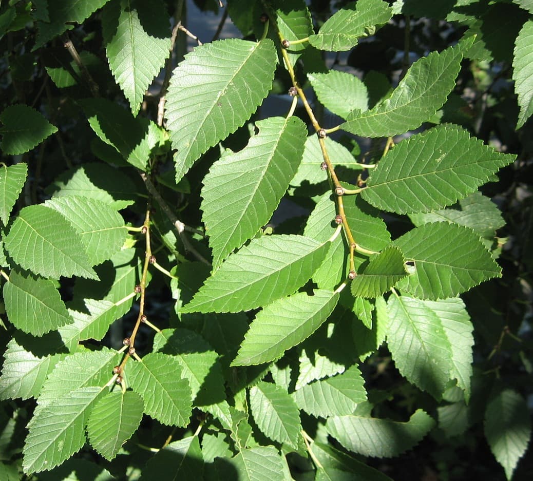 Siberian elm twigs crowded with small, narrow, single-toothed leaves