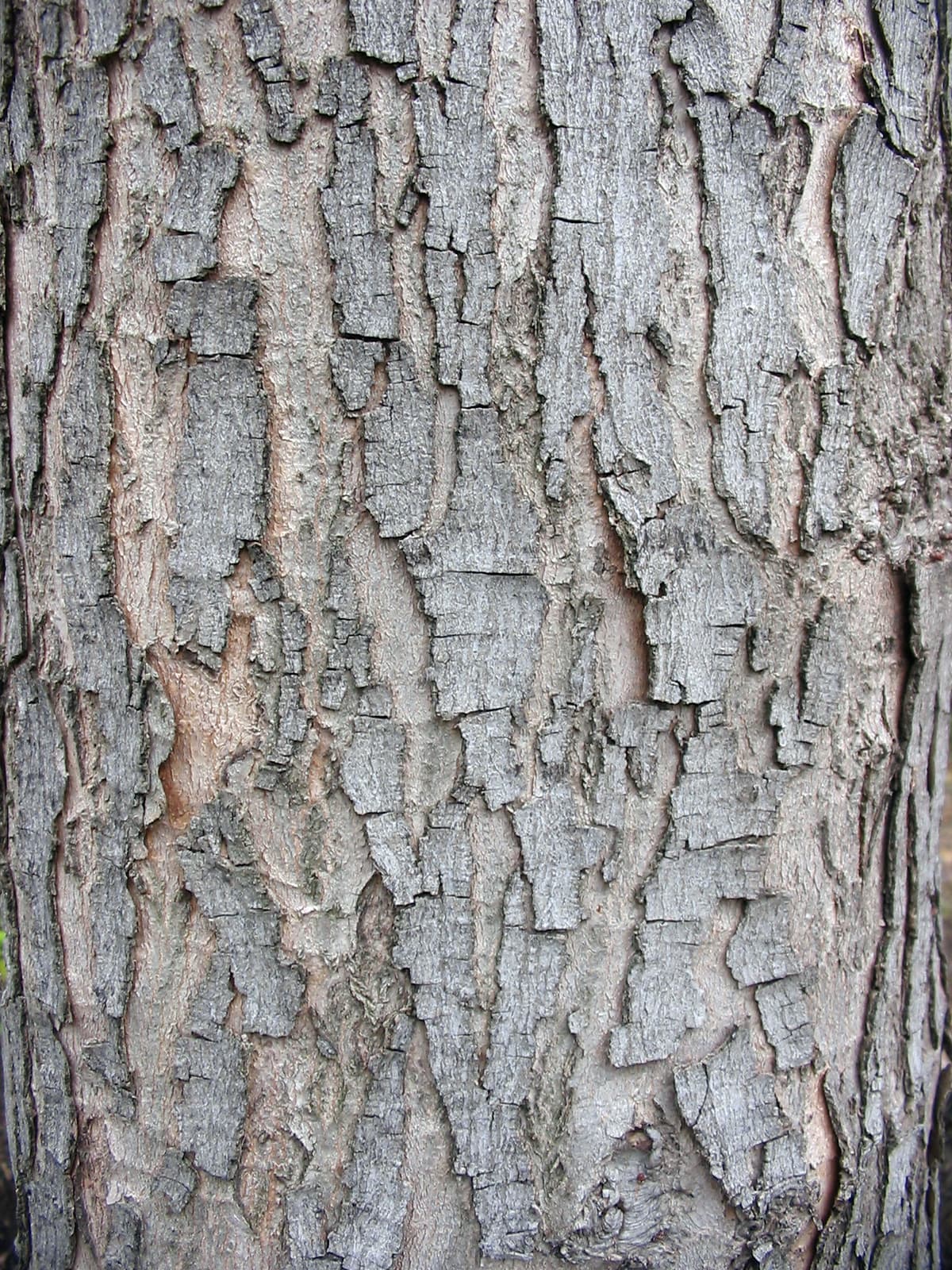 Mature silver maple bark flaking into long shaggy vertical strips