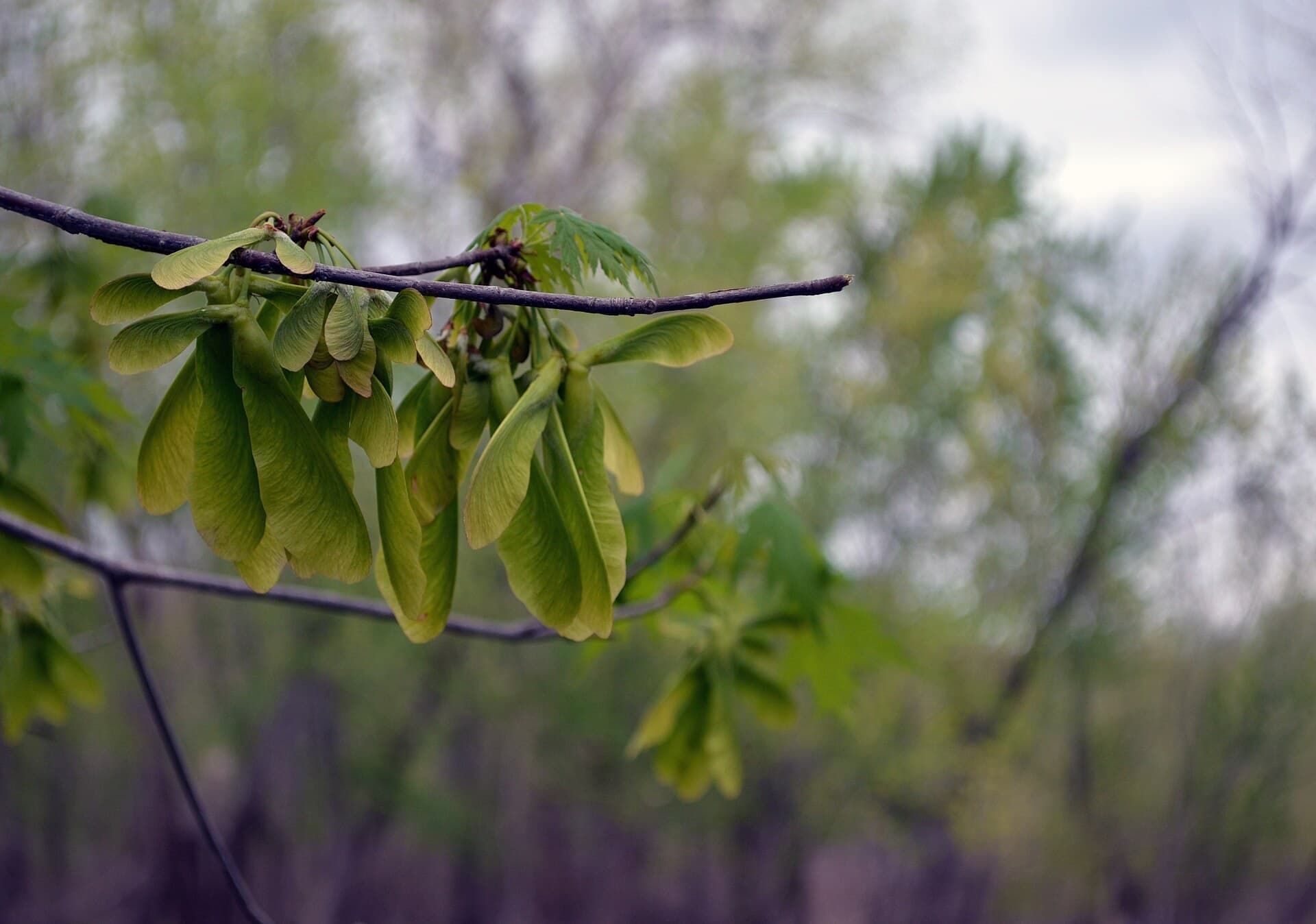 Clusters of green silver maple samaras hanging from a branch in spring