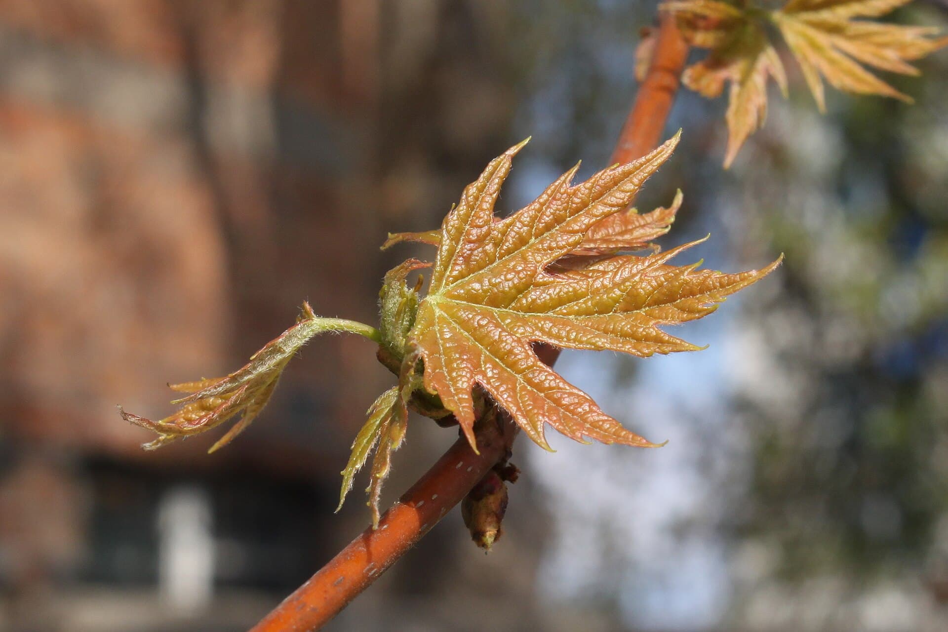 Young silver maple leaves with deeply cut lobes emerging in spring
