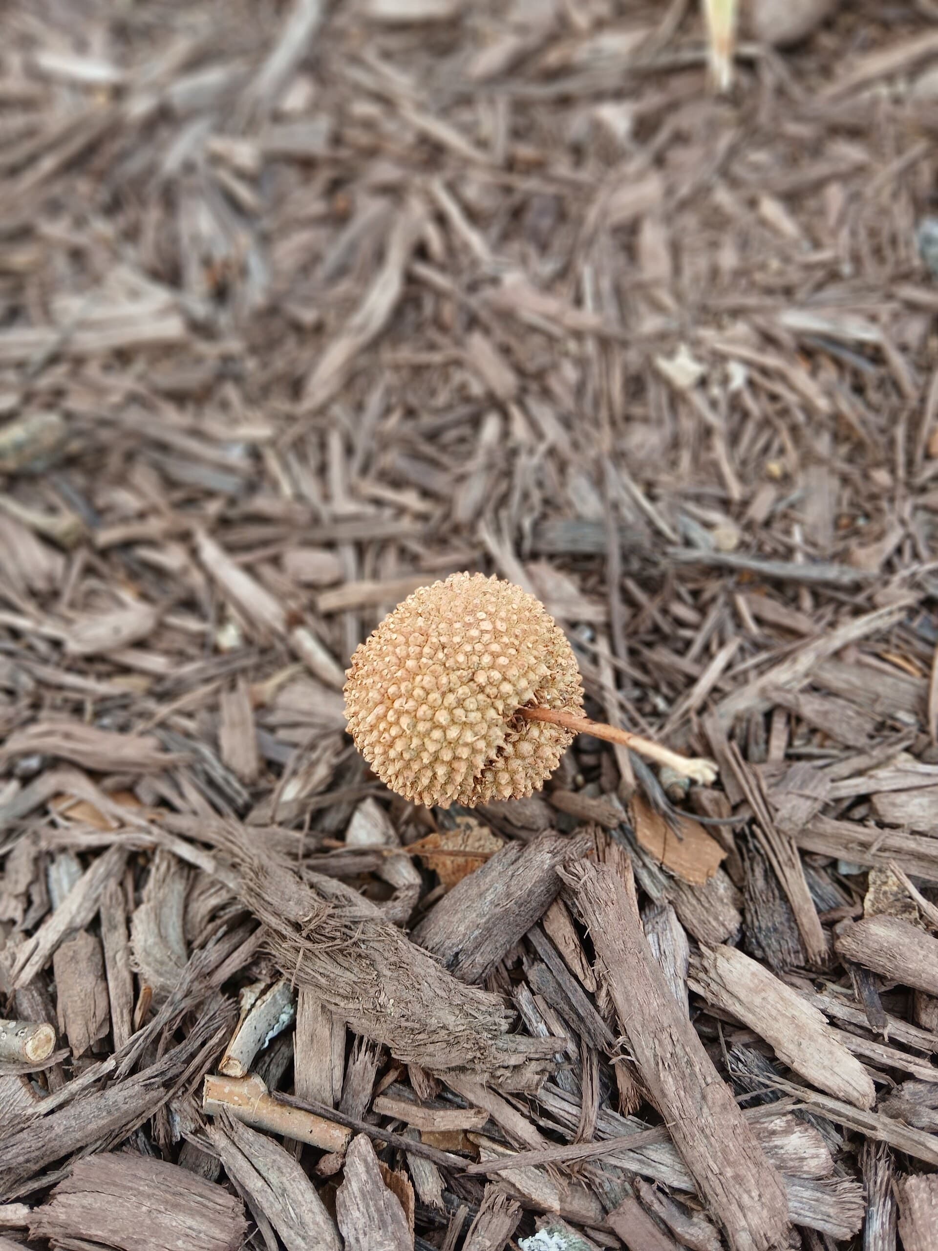 A fallen sycamore seed ball resting on wood mulch
