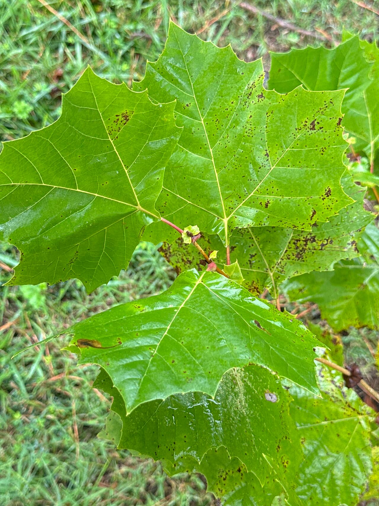 A broad maple-like sycamore leaf with shallow lobes