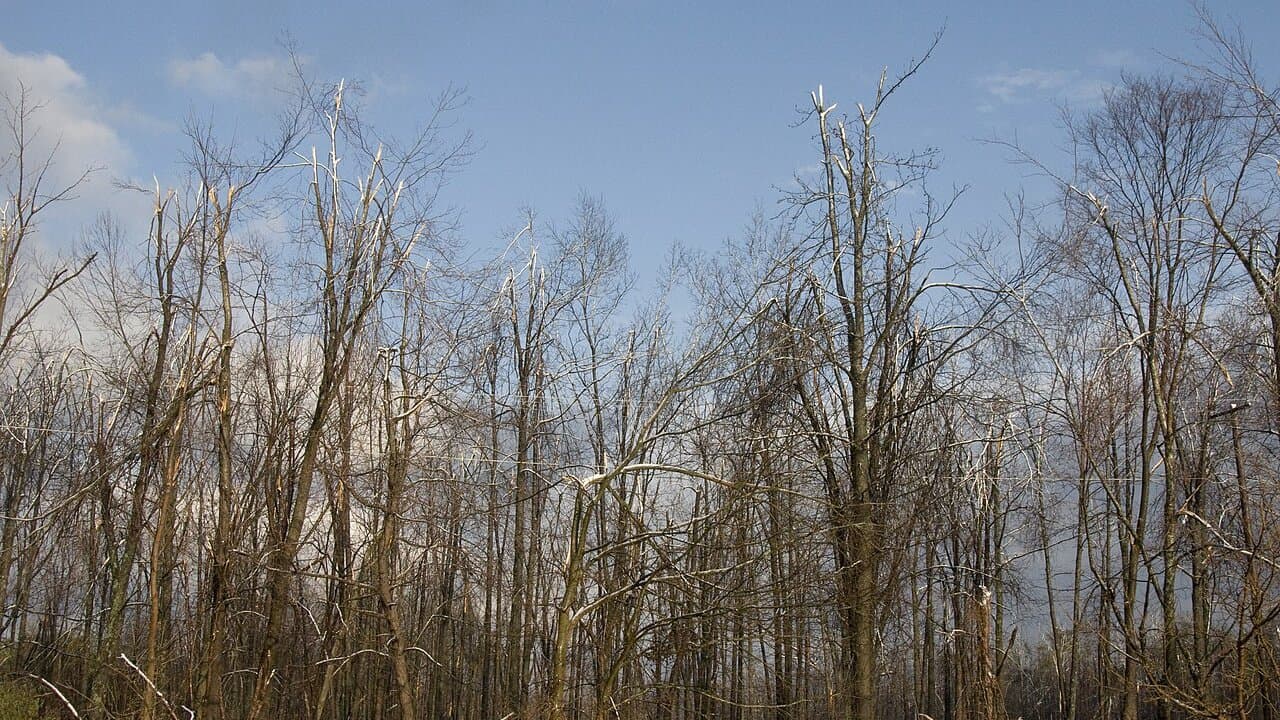 A stand of bare trees with their tops snapped off, pale broken wood showing at each break